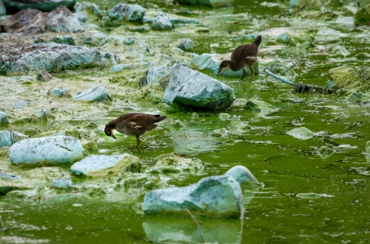 Le Lough Neagh, couvert d'algues bleu-vert en Irlande du Nord, le 22 août 2025