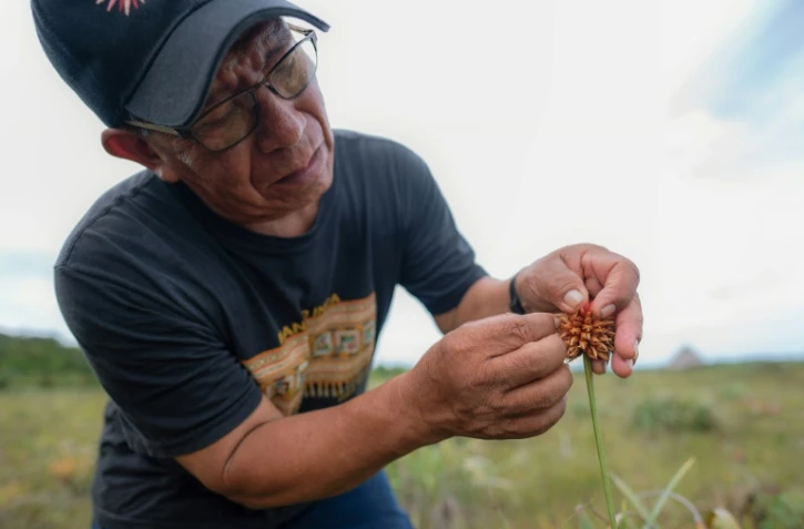 Rubén Darío Carianil examine une fleur d'Inirida, dans le département de Guainía, en Colombie, le 7 août 2024
