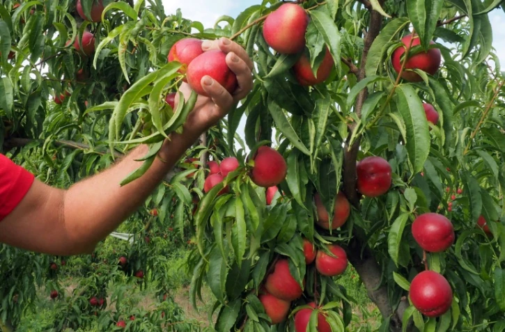 Dans un verger de nectarines biologiques, à Saint-Genis des Fontaines, le 21 juillet 2017