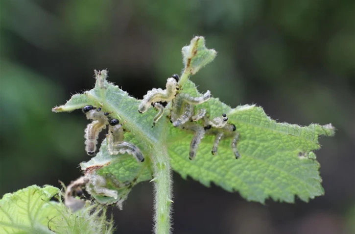 Vigne marronne envahie de tenthrèdes (Photo : DR)