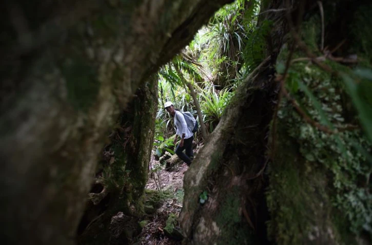 Balade dans la forêt de Bélouve