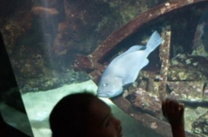 L'aquarium de La Réunion à Saint-Gilles