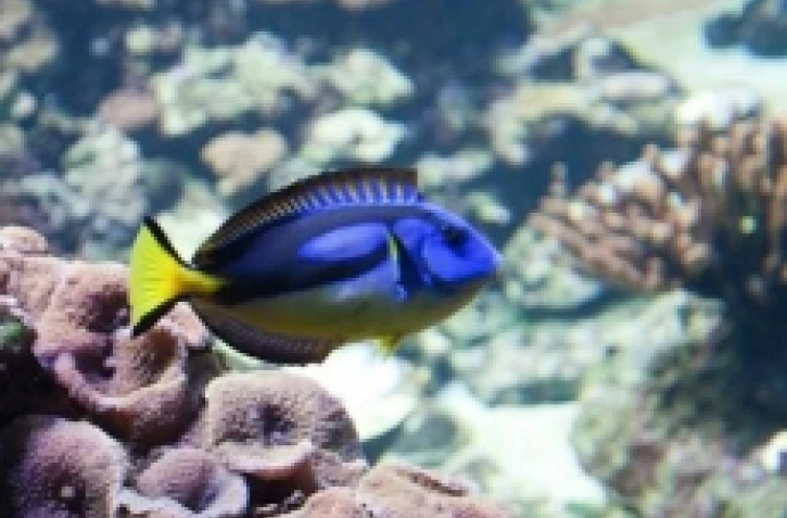 L'aquarium de La Réunion à Saint-Gilles