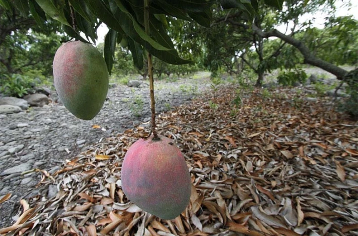 Exploitation fruitière de Patrick Serveaux
