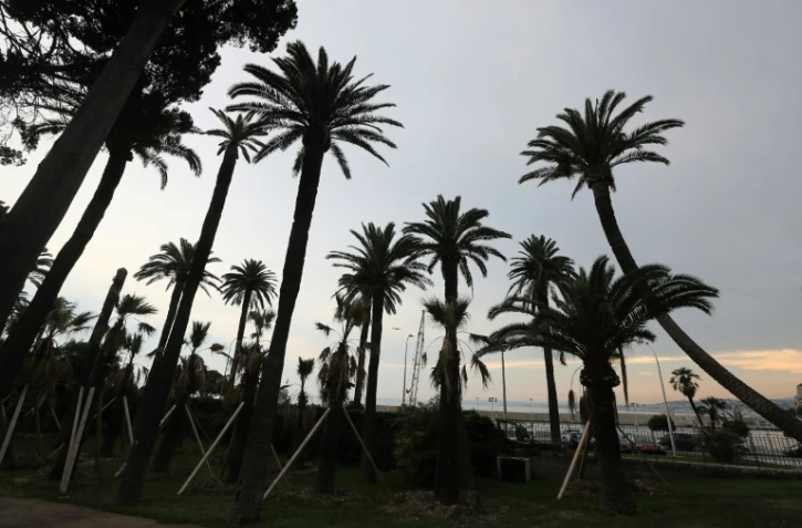 Il est déjà trop tard pour sauver tous les palmiers de la Côte d'Azur et du pourtour méditerranéen, estime l'Agence de sécurité sanitaire 