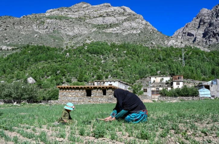 L'agricutrice Habiba travaille dans un champ aux côtés de sa petite-fille Zuheida dans son village d'Eshtiwi, au Nouristan, le 8 juin 2026 en Afghanistan