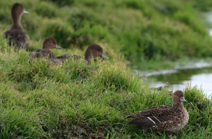Le canard d'Eaton sur l'archipel de Kerguelen (Photo : Axel Falguier-Taaf)