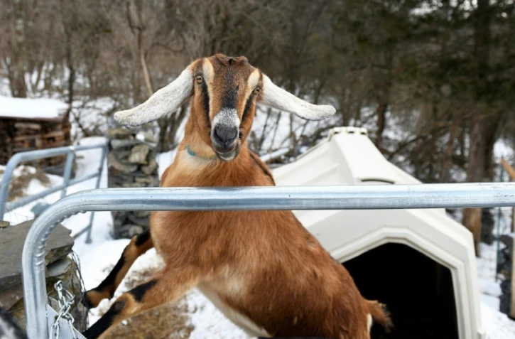 La chèvre Lincoln, nouvelle "maire" de Fair Haven, le 6 mars 2019 au lendemain de son élection