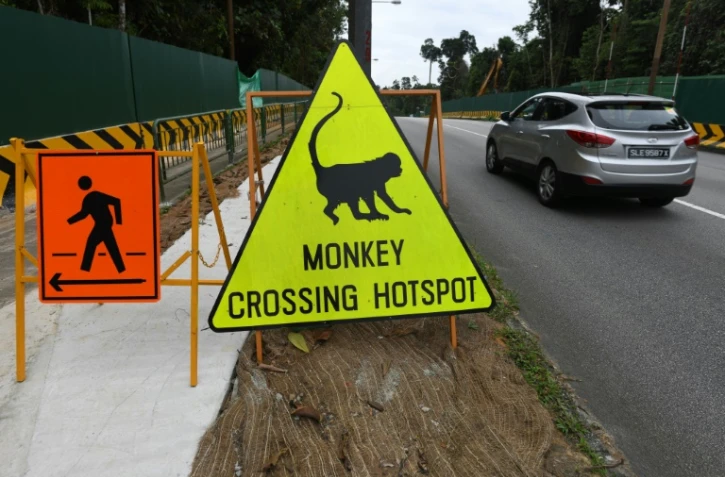 Un panneau à Singapour met en garde les conducteurs contre les animaux sauvages susceptibles de traverser la route, le 14 décembre 2018