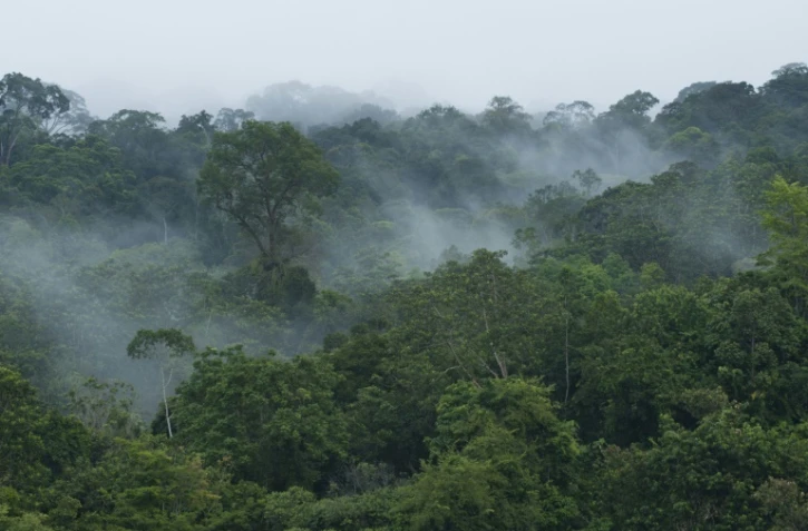 Vulnérables au changement climatique et victimes de déforestation massive, les forêts des tropiques donnent des signes d?essoufflement