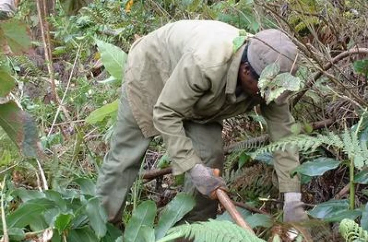 L'arrachage de pestes végétales suppose une lutte constante et régulière. (Photo : ONF)