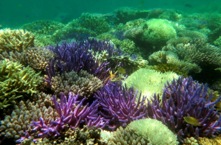 Photo fournie par l''association Pala Dalik qui ?uvre en faveur des récifs coralliens, le 19 septembre 2016 à Nouméa en Nouvelle Calédonie