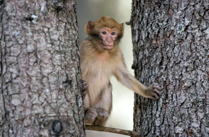 Un singe magot ou macaque de Barbarie, dans une forêt près d'Azrou, dans les montagnes du Moyen Atlas, le 15 avril 2017 au Maroc