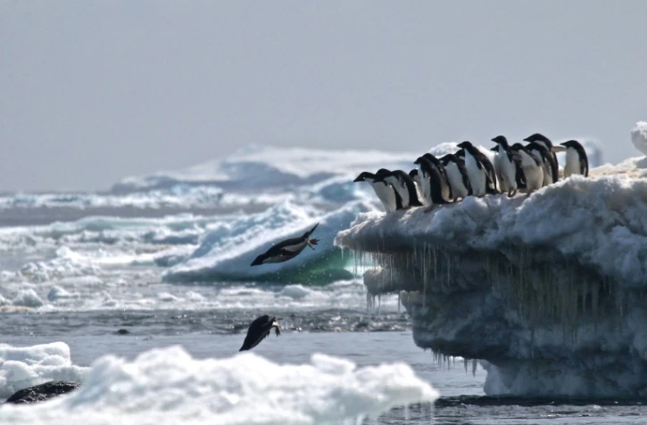 Photo fournie le 2 mars 2018 par l'Université de Louisiane montrant un groupe de manchots Adélie en Antarctique