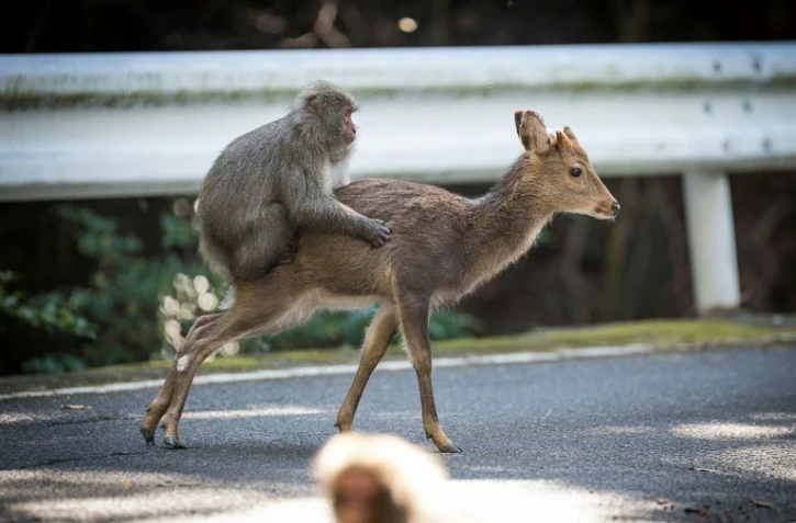 Un singe en pleine activité sexuelle sur une biche, le 10 janvier 2017 sur l'île de Yakushima (sud du Japon)