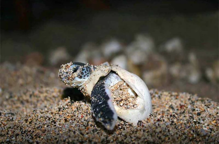 Des jeunes tortues vertes

Photo Stéphane Ciccione/Kélonia