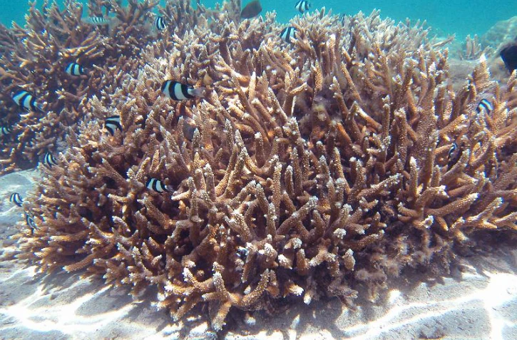 Corail branchu (Photo : Ifrecor, Initiative française pour les récifs coralliens)