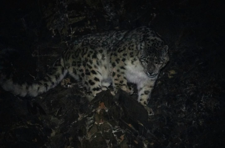 Un léopard des neiges sur son territoire de la montagne Jargalant, à Mankhan, dans la province occidentale de Khovd, le 13 mars 2023 en Mongolie
