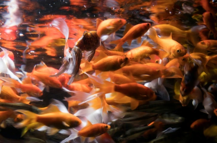 Des poissons rouges recueillis à l'Aquarium de Paris, le 17 août 2018