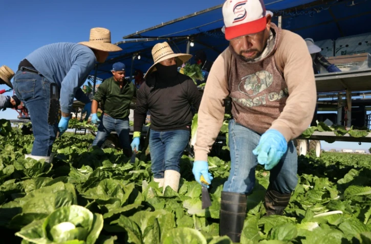 Des travailleurs immigrés récoltent des salades à Brawley, en Californie, le 10 décembre 2024