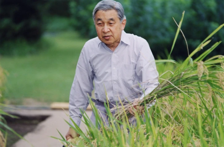 L'empereur du Japon Akihito récolte du riz le 25 septembre 2006 au palais impérial de Tokyo
