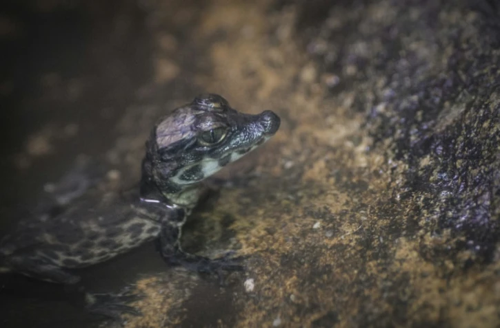 Oscar, un rare petit crocodile nain né le mois dernier au zoo de Mulhouse (Haut-Rhin), le 12 décembre 2016