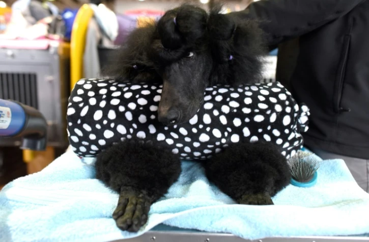 Un caniche présenté au 142e concours canin de New York, le 12 février 2018