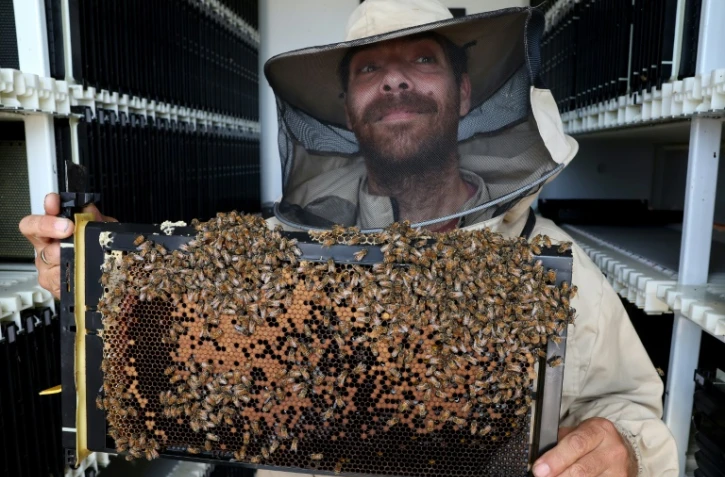 Ruches robotisées qui surveillent les abeilles et permettent de réduire leur mortalité, dans un kibboutz de Galilée, dans le nord d'Israël, le 14 mai 2022