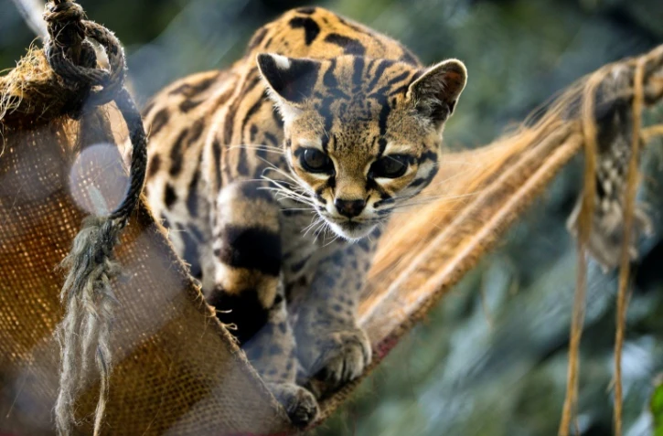 Au parc zoologique de Santa Cruz, en Colombie, en mars 2014