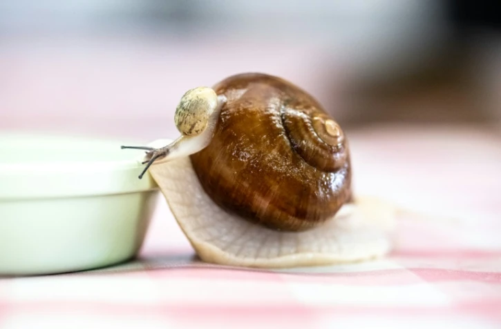 Un escargot de Bourgogne vivant élevé par Toshihide Takase dans son exploitation de Matsusaka (centre du Japon) le 16 mai 2024
