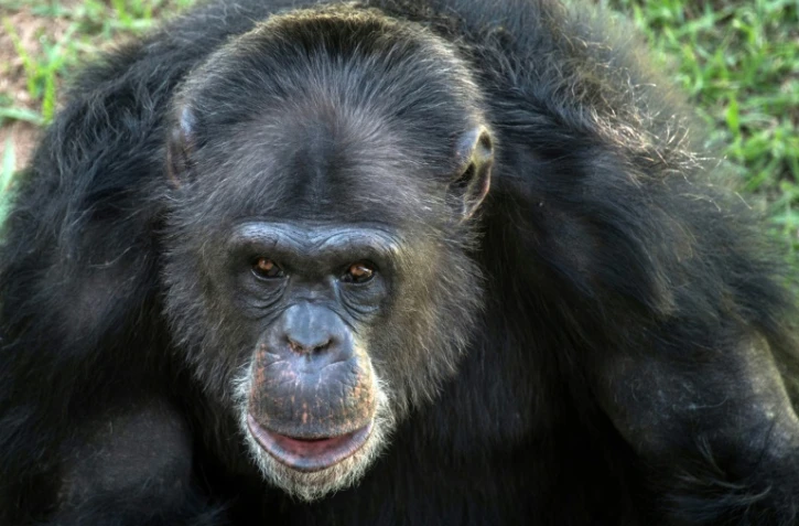 Une chimpanzée dans le sanctuaire pour grands primates de Sorocaba à 100 km de Sao Paulo, au Brésil, le 28 juillet 2017