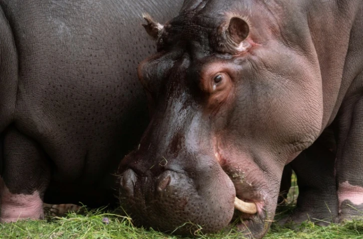 Deux hippopotames du zoo d'Anvers, en Belgique, souffrant d'un écoulement nasal, ont été testés positifs au Covid-19, selon le parc animalier qui y voit une première mondiale pour cette espèce