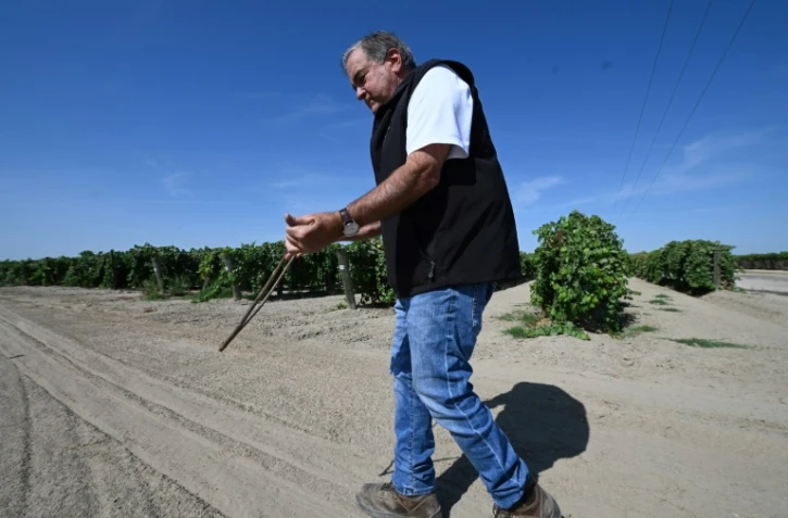 David Sagouspe, qui opère en tant que sourcier en Californie, montre comment il trouve des sources d'eau souterraines avec une branche d'olivier, à Fresno, le 24 juillet 2021
