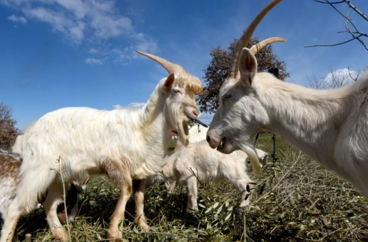 Des chèvres d'Istrie dans un pré à Veleniki, le 17 mars 2021 en Croatie