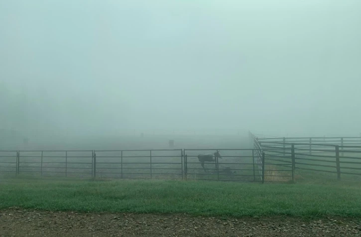 Enclos vidé de ses boeufs en raison des feux dans l'ouest du Canada, le 11 mai 2023