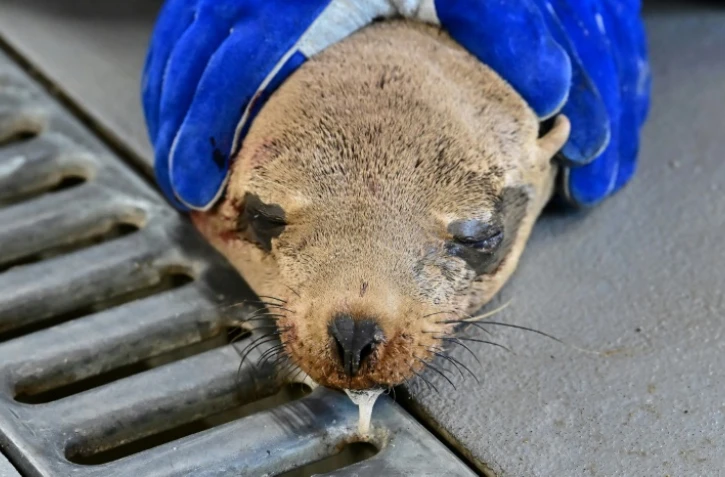Une otarie secourue et soignée à l'Institut de la vie marine des îles Channel (CIMWI), le 9 juillet 2023 à Gaviota, en Californie 