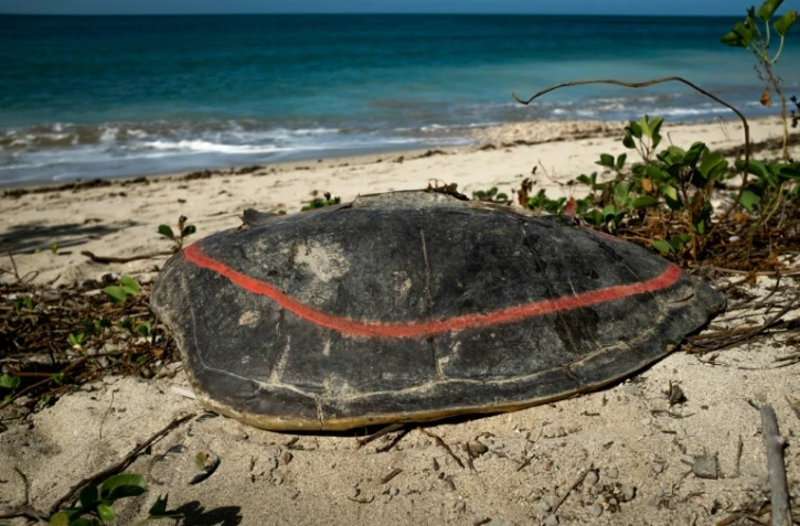 La carapace vide d'une tortue marine victime de braconniers gĂźt sur une plage de Mayotte (France), le 8 juin 2018