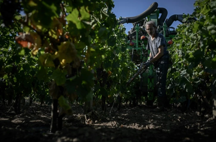 Un vignoble de Pessac-Léognan du Château Picque Caillou, le 2 août 2022 à Mérignac près de Bordeaux
