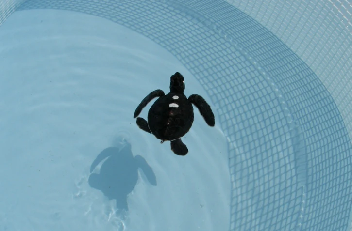 Jeunes tortues vertes (Photo : Stéphane Ciccione/Kélonia)