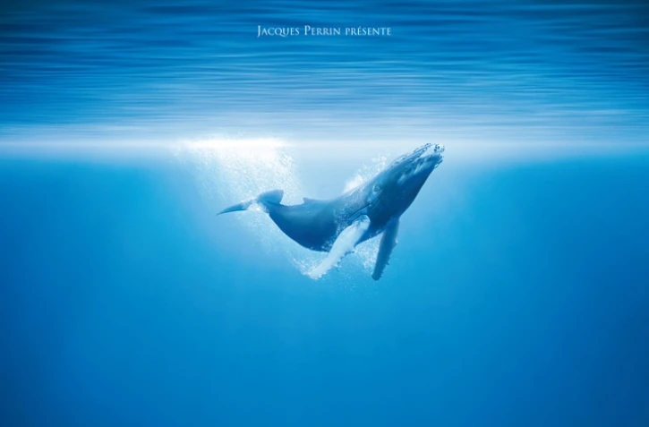 Film Océans (Photo : DR)