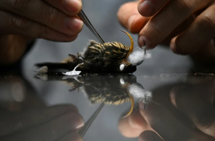 Le biologiste Andrés Cuervo, conservateur de la collection d'Ornithologie de l'Institut des Sciences Naturelles, dissèque un colibri dans le laboratoire de recherche scientifique de l'Université nationale de Bogota, le 28 février 2024 en Colombie