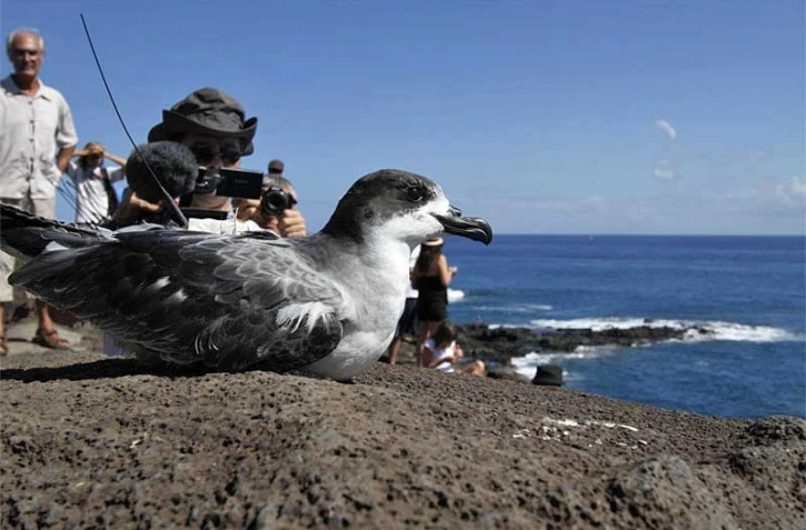 Jeudi 15 Avril 2010


Les pétrels regagnent la mer
