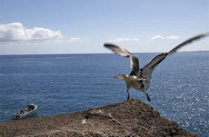Pétrel prenant son envol