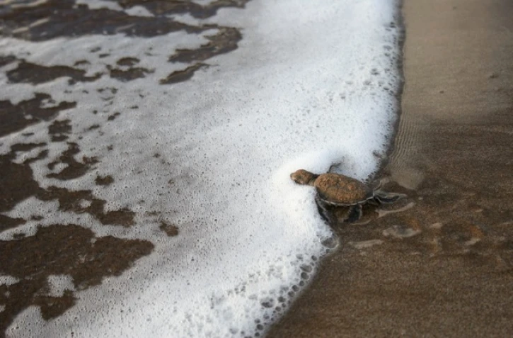Jeunes tortues vertes (Photo : Stéphane Ciccione/Kélonia)