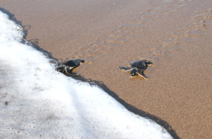 Jeunes tortues vertes (Photo : Stéphane Ciccione/Kélonia)