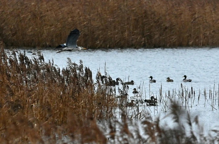 Un héron gris survole le plan d'eau de la réserve naturelle de Willingham, dans l'est de l'Angleterre, le 4 janvier 2022