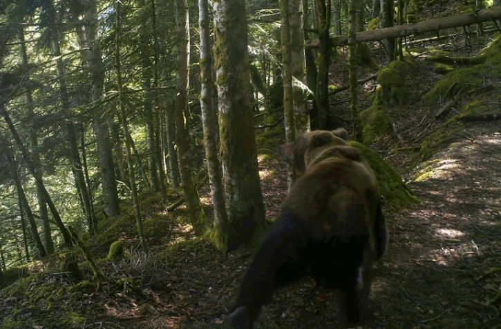 Un ours brun près de Melles, dans les Pyrénées françaises, le 4 juin 2020