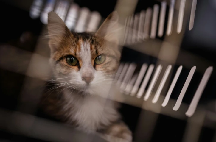 Un chat récupéré dans la banlieue sud de Beyrouth par l'ONG libanaise Animals Lebanon, dans une cage de transport, le 26 mars 2026