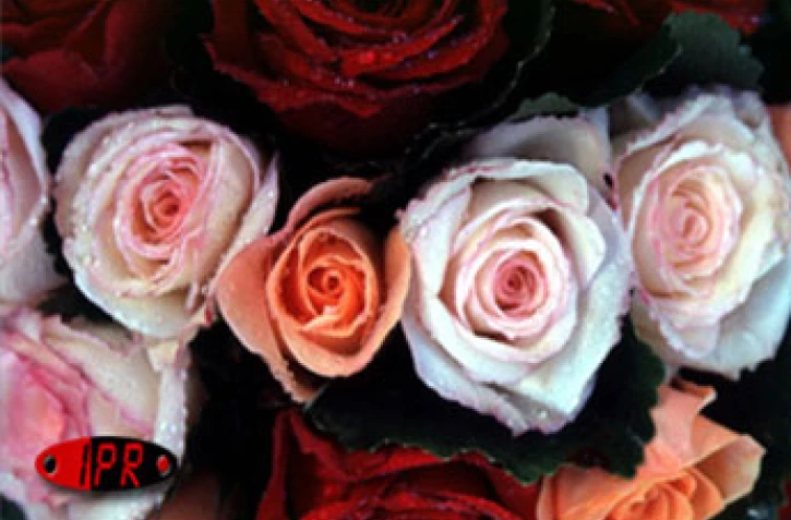 Bouquet de rose