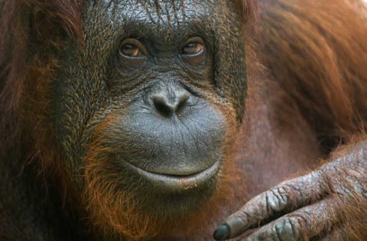 Une femelle orang-outan au Zoopark de Beauval à Saint-Aignan, le 19 juillet 2014